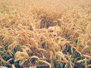 Dog on field