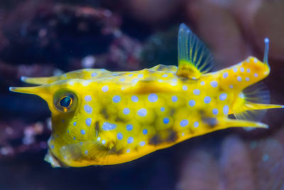 Close-up of fish swimming in sea