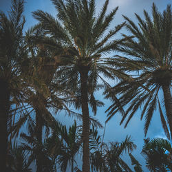 Low angle view of palm trees against sky