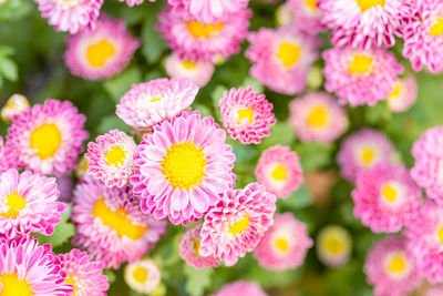 Close-up of pink flowering plants