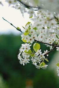 Close-up of white flowers blooming on tree