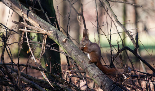Squirrel sitting on fallen tree