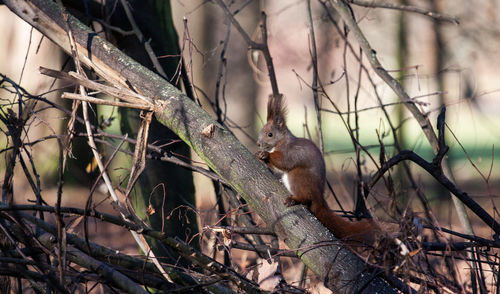 View of birds perching on tree