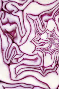 Red cabbage, close-up