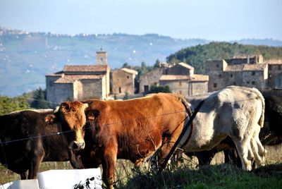 Cows on field against the sky