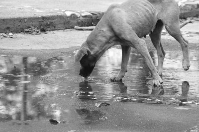 Low section of elephant in water