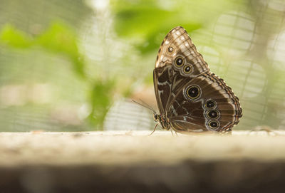 Close-up of butterfly