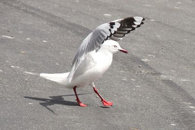 Seagull perching on floor