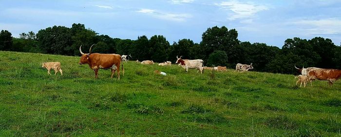 Horses grazing on field against sky