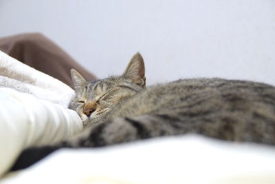 Close-up of a cat sleeping