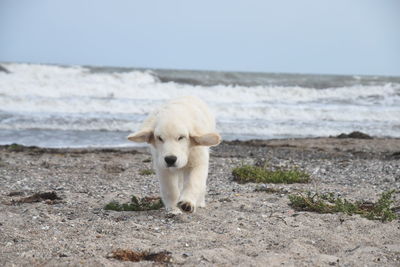 Close-up of dog standing on beach