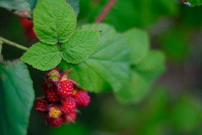 Close-up of strawberry growing on plant
