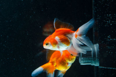 Close-up of fish swimming in sea