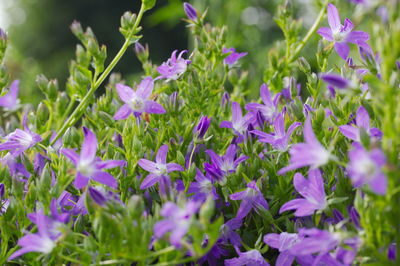 Close-up of purple flowering plants on field