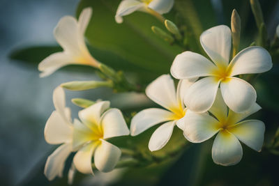 Close-up of white frangipani flowers