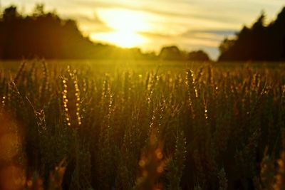 Crops growing on field against sky at sunset