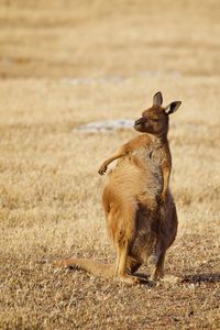 Kangaroo in open field