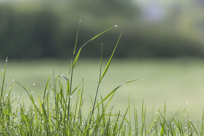 Close-up of fresh green grass