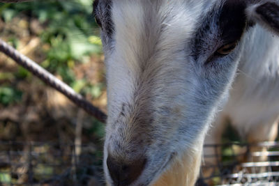 Close-up of goat