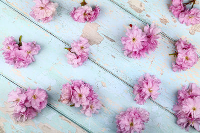 High angle view of pink flowering plant on wood