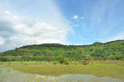 Scenic view of agricultural field against sky