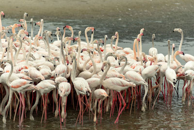 Flock of birds in lake