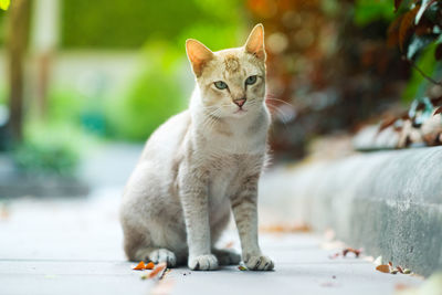 Portrait of a cat