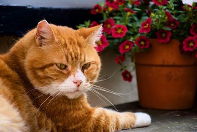 Close-up of a cat looking away