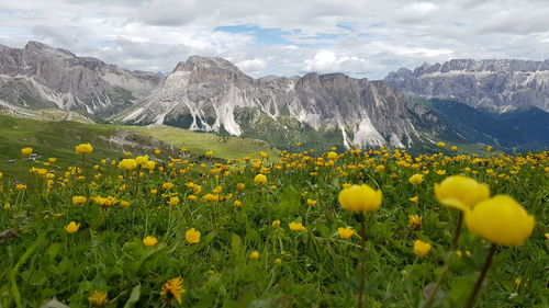 Yellow flowering plants on field against mountains