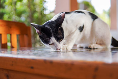 White cat sitting on the table