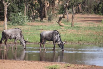 Wildebeest drinking water from pond