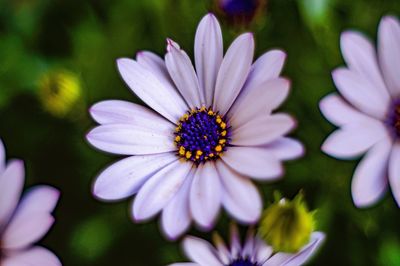 Close-up of purple flower blooming outdoors