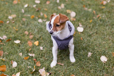 High angle view of puppy on field