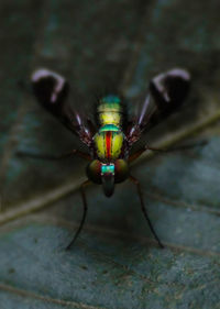 Close-up of insect