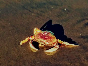 Close-up high angle view of crab