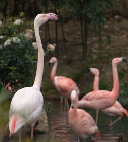 View of birds in lake