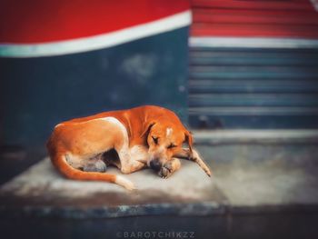 Close-up of a dog sleeping