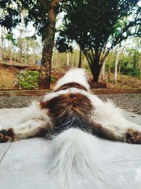 Close-up of a dog against plants