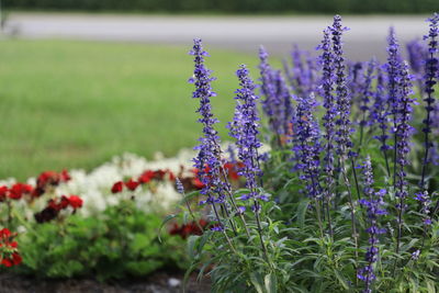 Close-up of purple flowering plants on field