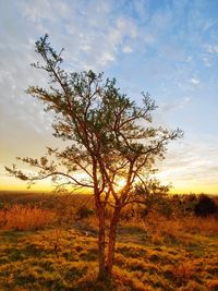 Tree on field against sky during sunset