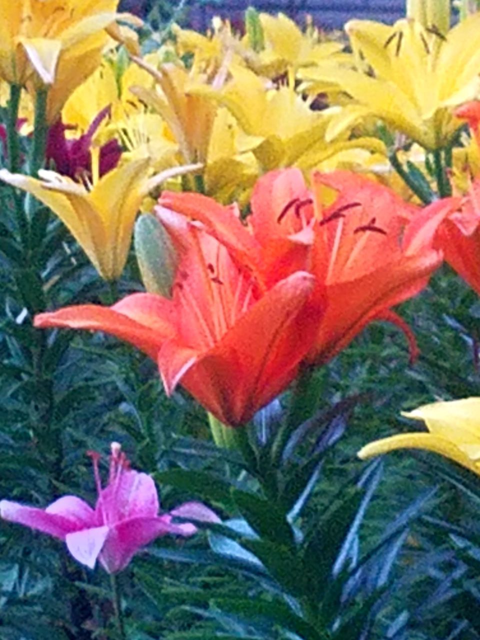 CLOSE-UP OF FLOWERING PLANTS