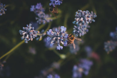 Close-up of bee pollinating on purple flowering plant
