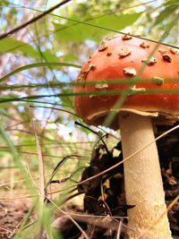 Close-up of mushroom growing on field
