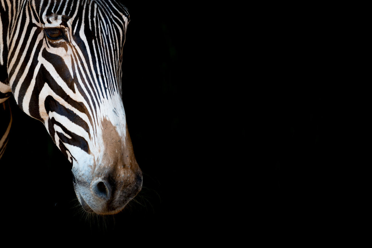 CLOSE-UP PORTRAIT OF HORSE