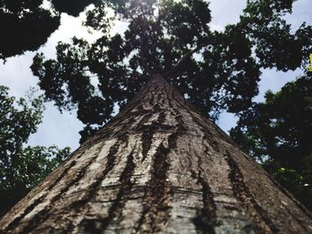 Low angle view of tree trunk against sky