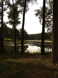 Scenic view of lake against trees in forest