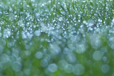 Full frame shot of water drops on plants