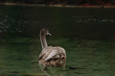 Duck swimming in lake