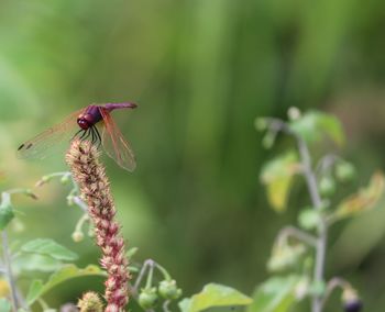 Close-up of insect on flower