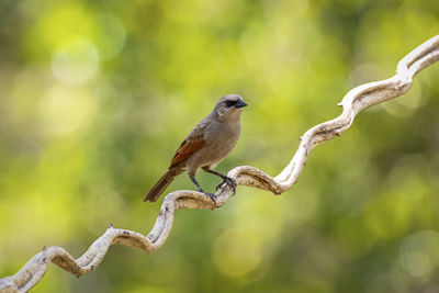 Close-up of bird perching on branch